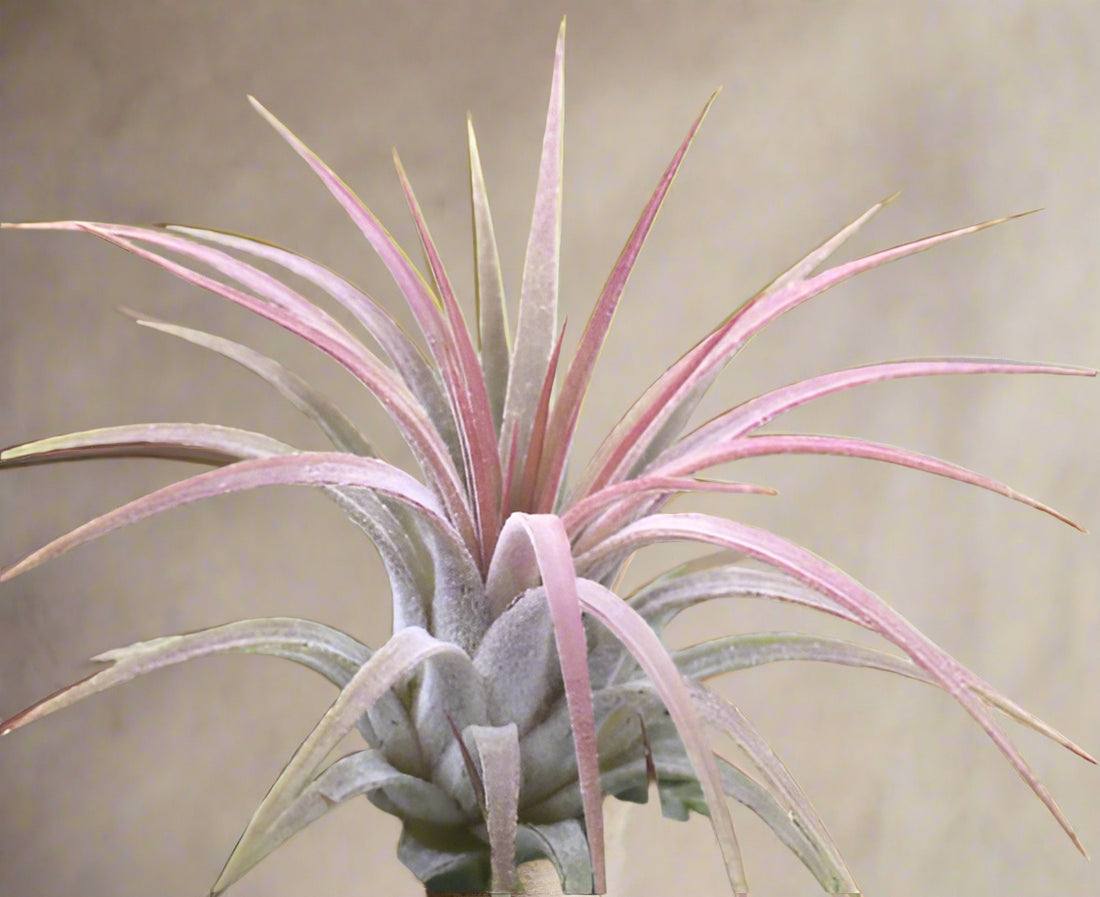 Tillandsia ionantha ‘Rubra’ is a hardy 2″+ air plant with wide leaves that blush red when blooming. Easy to grow, fast to clump, and perfect for any display.