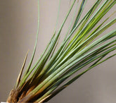 Tillandsia juncea is a sleek, grass-like air plant with upright leaves. Easy to care for, it thrives with airflow and adds height to modern plant displays.