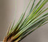 Tillandsia juncea is a sleek, grass-like air plant with upright leaves. Easy to care for, it thrives with airflow and adds height to modern plant displays.