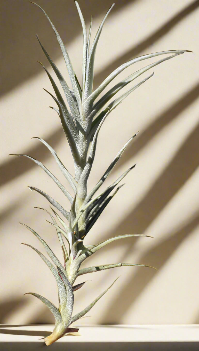 Tillandsia paleacea (3–4″) is a drought-tolerant air plant with silvery leaves, fog-absorbing abilities, and a tiny purple bloom. Grows up to twice its size.