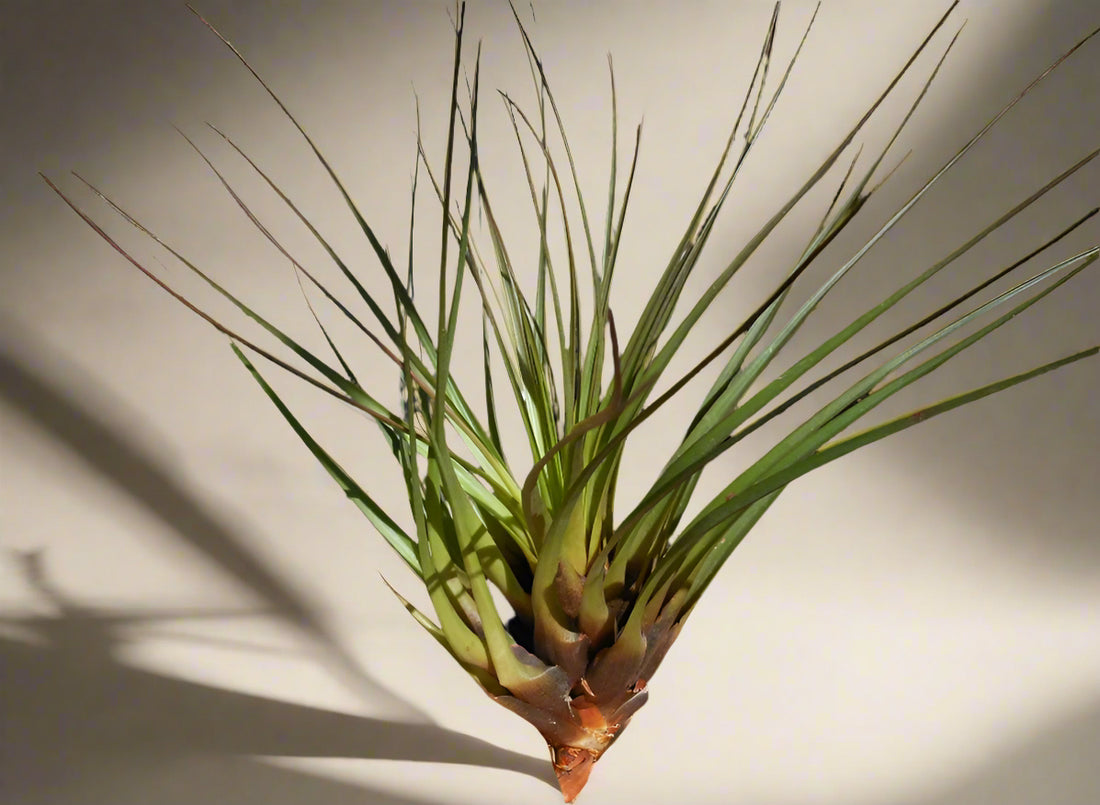Tillandsia tricolor v. melanocrater is a hardy 4–6″ air plant with dark leaf bases, loves bright light and frequent watering. Easy care and striking contrast.