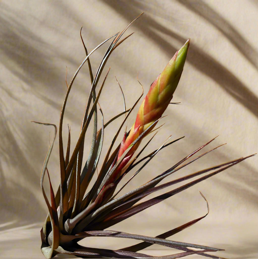 Tillandsia tricolor v. melanocrater is a hardy 4–6″ air plant with dark leaf bases, loves bright light and frequent watering. Easy care and striking contrast.