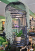 Tillandsia usneoides ‘Thick Form’ is hardy Spanish Moss with silvery-gray strands. Great for hanging displays, easy to care for, and adds natural texture.