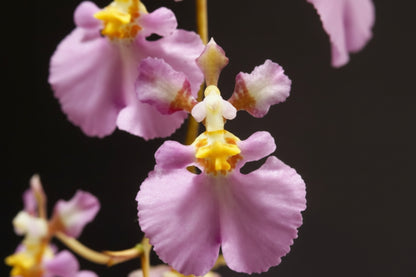 Tulumnia sylvestris mounted orchid on bark. A rare miniature Caribbean epiphytic orchid with delicate star-like blooms—perfect for collectors and bright spaces.