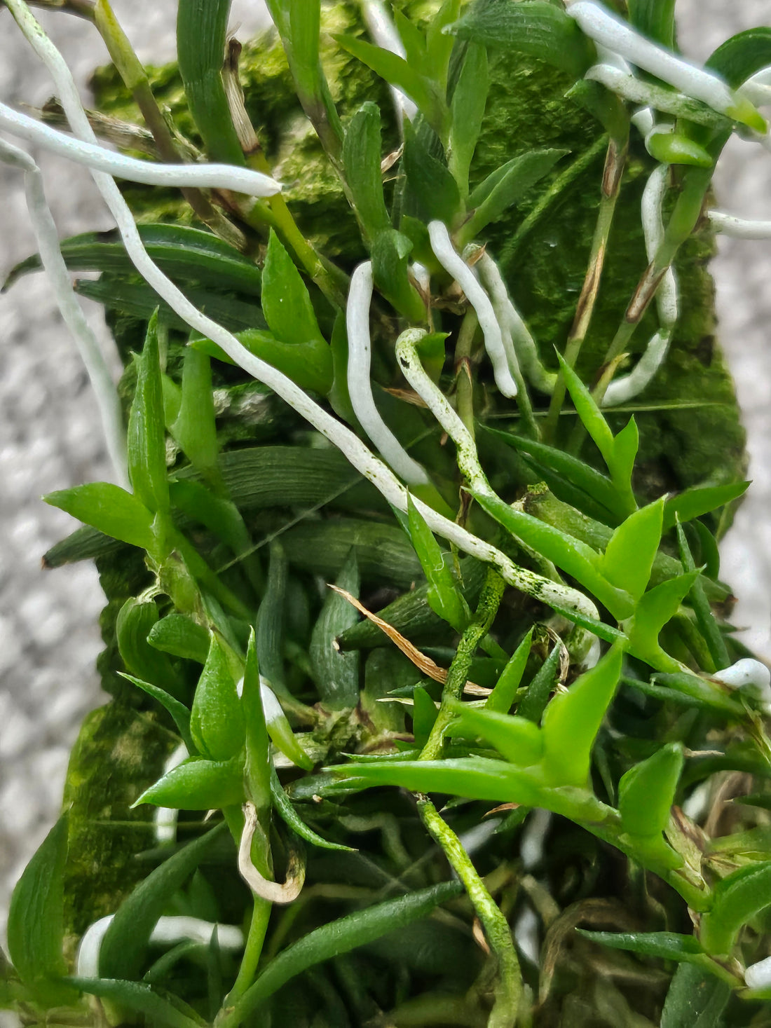 Tulumnia sylvestris mounted orchid on bark. A rare miniature Caribbean epiphytic orchid with delicate star-like blooms—perfect for collectors and bright spaces.