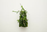 Tulumnia sylvestris mounted orchid on bark. A rare miniature Caribbean epiphytic orchid with delicate star-like blooms—perfect for collectors and bright spaces.