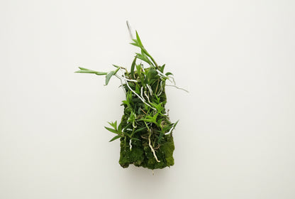 Tulumnia sylvestris mounted orchid on bark. A rare miniature Caribbean epiphytic orchid with delicate star-like blooms—perfect for collectors and bright spaces.