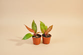 Philodendron Red King shows deep red new leaves that mature to glossy green. A compact, regal aroid that thrives in bright, indirect light indoors.