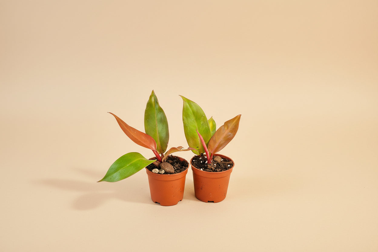 Philodendron Red King shows deep red new leaves that mature to glossy green. A compact, regal aroid that thrives in bright, indirect light indoors.