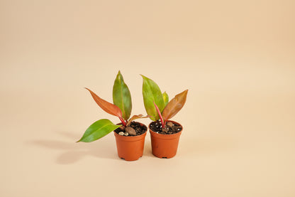 Philodendron Red King shows deep red new leaves that mature to glossy green. A compact, regal aroid that thrives in bright, indirect light indoors.