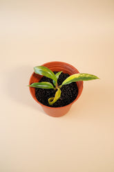 Rare Variegated Caramel Marble Pluto Philodendron with rich caramel, cream, and green marbling. A must-have collector aroid with luxe foliage.