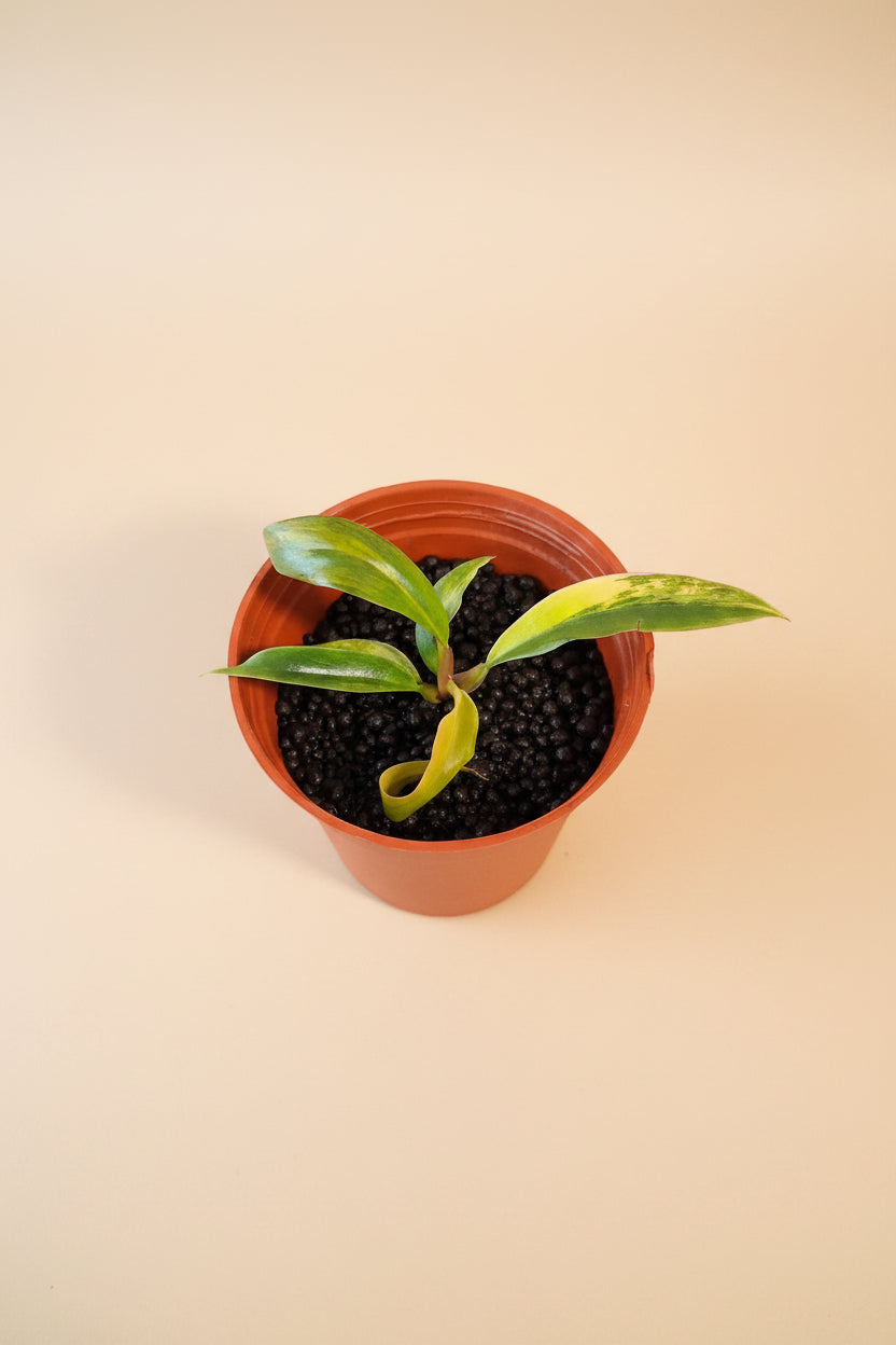 Rare Variegated Caramel Marble Pluto Philodendron with rich caramel, cream, and green marbling. A must-have collector aroid with luxe foliage.