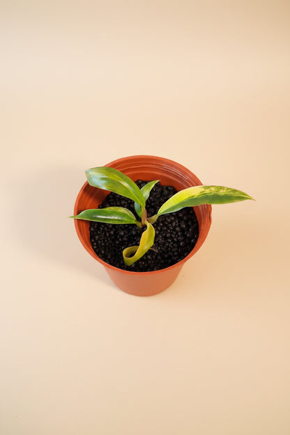 Rare Variegated Caramel Marble Pluto Philodendron with rich caramel, cream, and green marbling. A must-have collector aroid with luxe foliage.