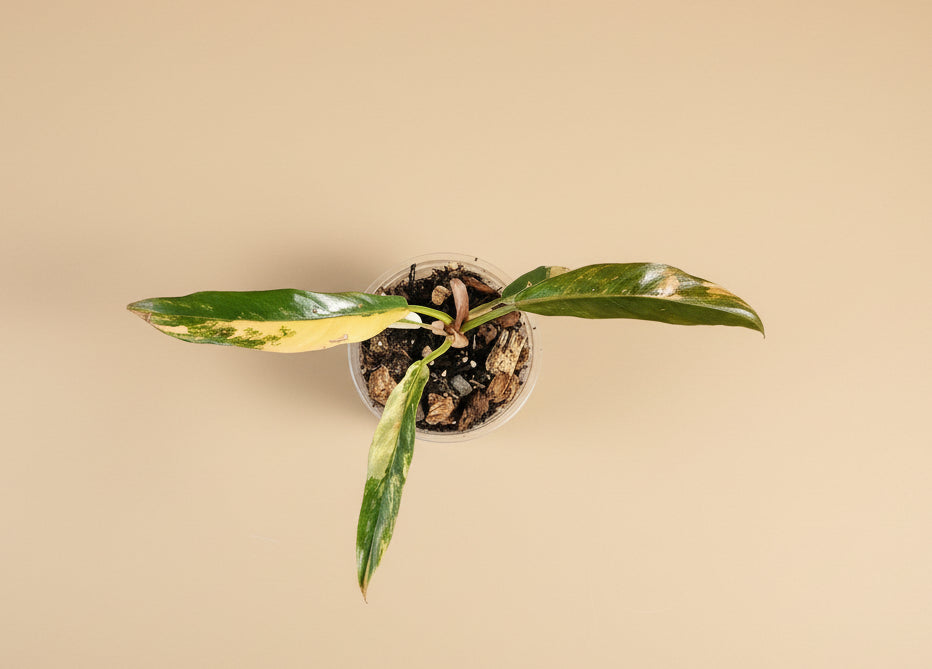 Rare Variegated Caramel Marble Pluto Philodendron with rich caramel, cream, and green marbling. A must-have collector aroid with luxe foliage.