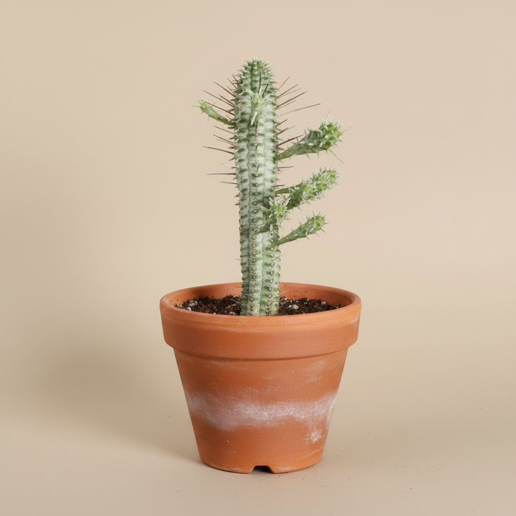 Variegated Corn Cob Cactus is a unique Euphorbia with sculptural green and creamy yellow stems. Easy-care 4" collector succulent for sunny spaces.