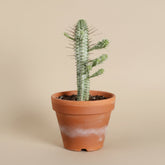 Variegated Corn Cob Cactus is a unique Euphorbia with sculptural green and creamy yellow stems. Easy-care 4" collector succulent for sunny spaces.