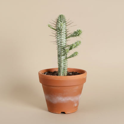 Variegated Corn Cob Cactus is a unique Euphorbia with sculptural green and creamy yellow stems. Easy-care 4" collector succulent for sunny spaces.
