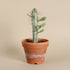 Variegated Corn Cob Cactus is a unique Euphorbia with sculptural green and creamy yellow stems. Easy-care 4" collector succulent for sunny spaces.