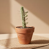 Variegated Corn Cob Cactus is a unique Euphorbia with sculptural green and creamy yellow stems. Easy-care 4" collector succulent for sunny spaces.