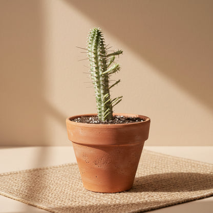 Variegated Corn Cob Cactus is a unique Euphorbia with sculptural green and creamy yellow stems. Easy-care 4" collector succulent for sunny spaces.