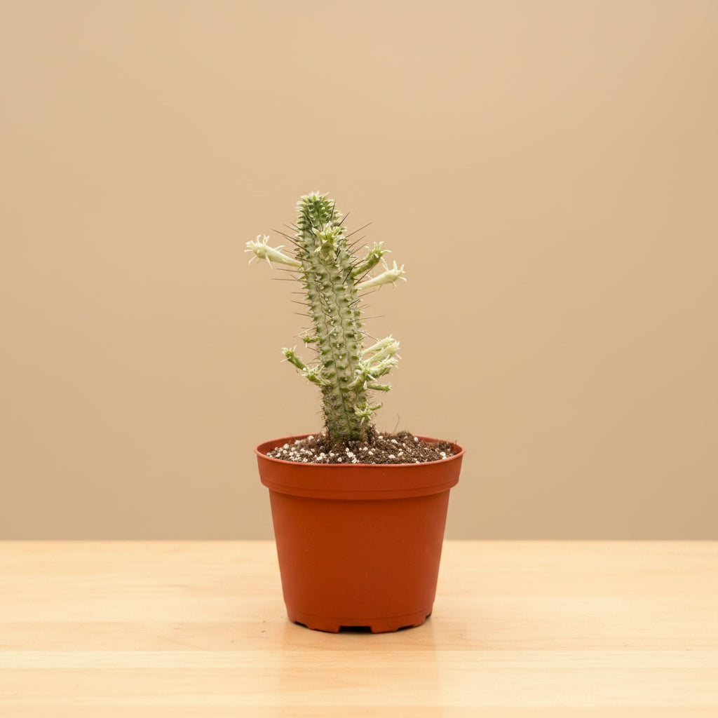 Variegated Corn Cob Cactus is a unique Euphorbia with sculptural green and creamy yellow stems. Easy-care 4" collector succulent for sunny spaces.