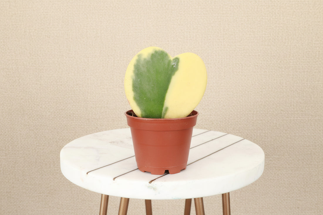 The Hoya Kerrii, or Sweetheart Plant, features adorable heart-shaped leaves perfect for gifting or home decor. This low-maintenance tropical vine thrives in bright, indirect light and may bloom fragrant flowers. Ideal for hanging baskets or shelves, it’s a charming, love-filled addition to any space!