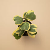 Variegated Hoya Kerrii is a rare collector Hoya with thick heart-shaped green and yellow leaves. A pet-safe, easy-care vining Sweetheart Plant.