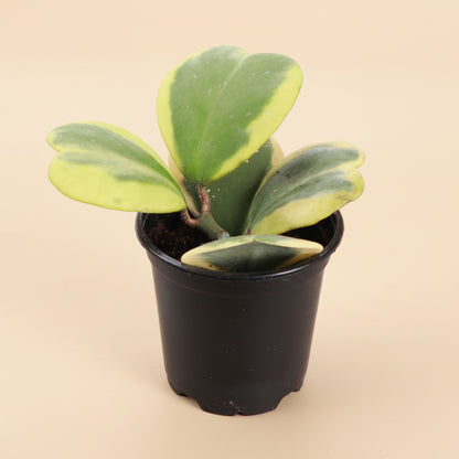 Variegated Hoya Kerrii is a rare collector Hoya with thick heart-shaped green and yellow leaves. A pet-safe, easy-care vining Sweetheart Plant.
