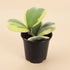Variegated Hoya Kerrii is a rare collector Hoya with thick heart-shaped green and yellow leaves. A pet-safe, easy-care vining Sweetheart Plant.