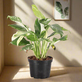 Variegated Monstera Lechleriana with striking white and green marbled leaves. A rare climbing aroid, perfect for collectors and indoor jungle lovers.