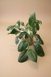 Variegated Monstera Lechleriana with striking white and green marbled leaves. A rare climbing aroid, perfect for collectors and indoor jungle lovers.