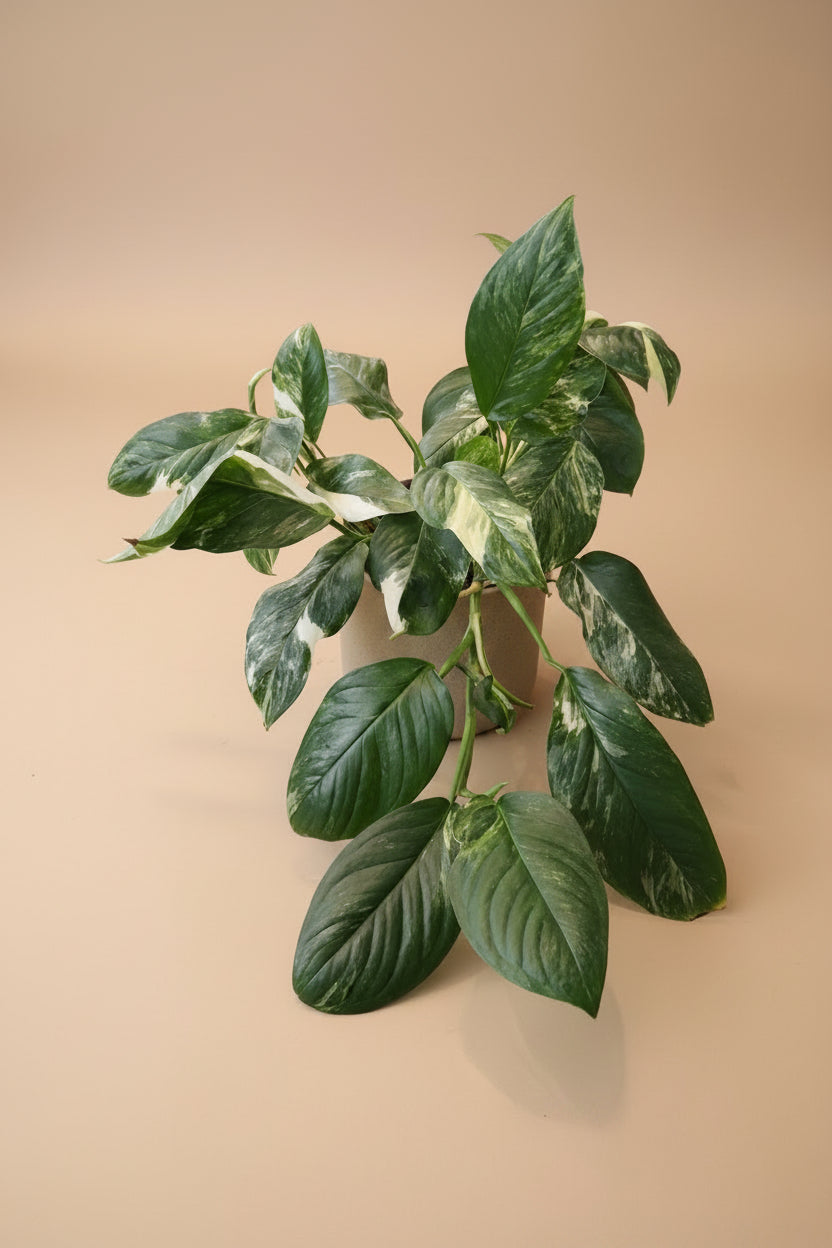 Variegated Monstera Lechleriana with striking white and green marbled leaves. A rare climbing aroid, perfect for collectors and indoor jungle lovers.