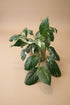Variegated Monstera Lechleriana with striking white and green marbled leaves. A rare climbing aroid, perfect for collectors and indoor jungle lovers.