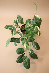 Variegated Monstera Lechleriana with striking white and green marbled leaves. A rare climbing aroid, perfect for collectors and indoor jungle lovers.