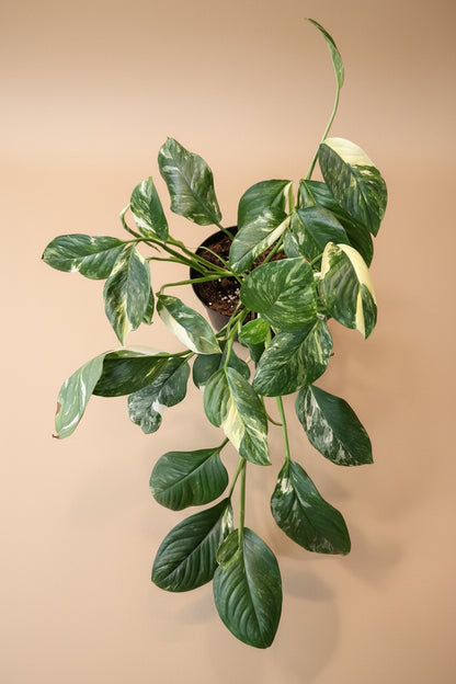 Variegated Monstera Lechleriana with striking white and green marbled leaves. A rare climbing aroid, perfect for collectors and indoor jungle lovers.