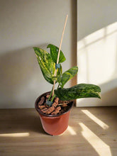 The Variegated Monstera Peru is a rare, slow-growing stunner with bold, crinkled leaves and unpredictable marbled variegation