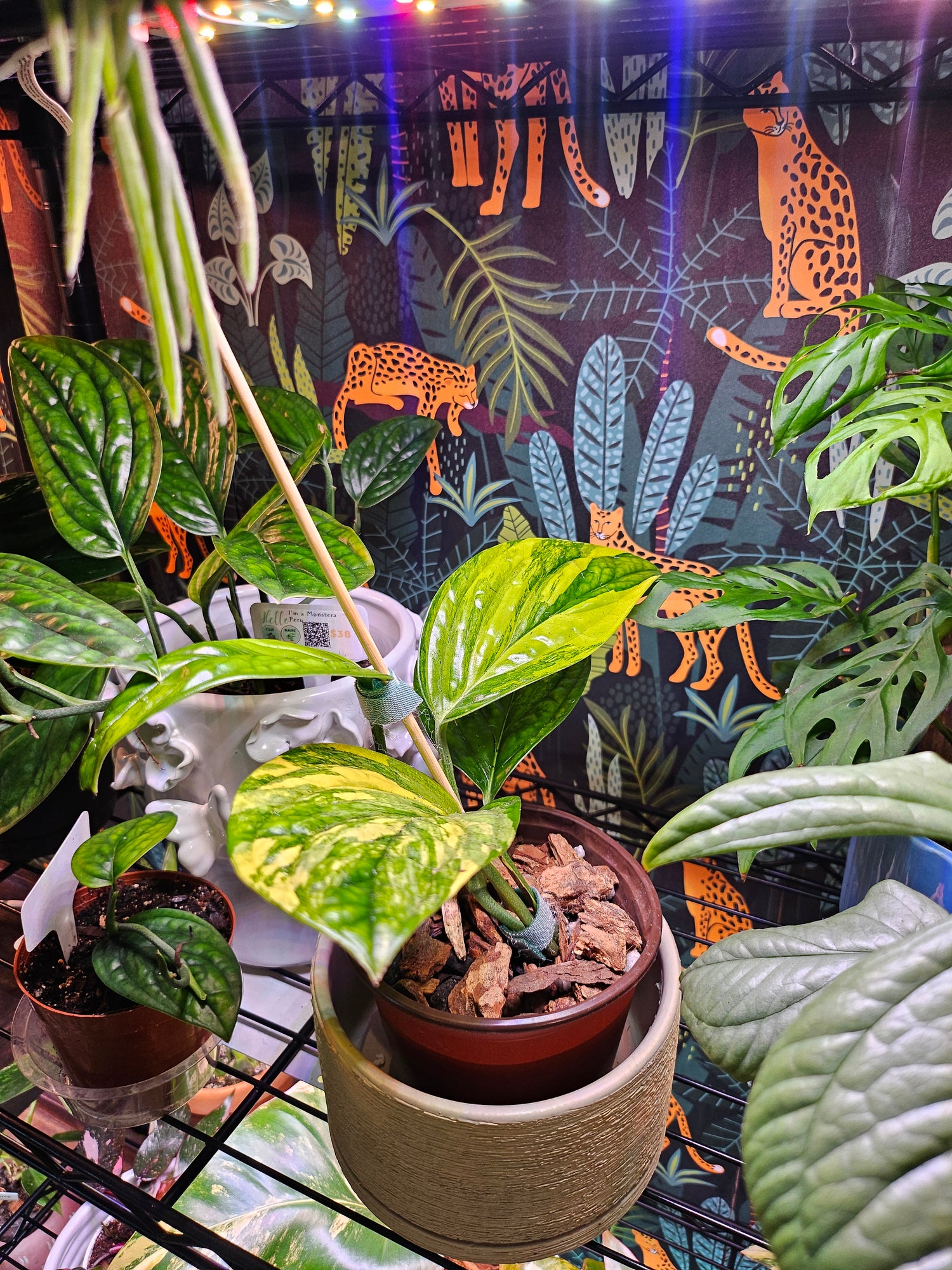 monstera peru fenestration Monstera Peru Variegated - Monstera Karstenianum - Grower’s Choice