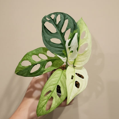 Variegated Monstera adansonii with cream-mint marbling and signature fenestrations. A rare collector vine perfect for bright, indirect light and climbing displays.