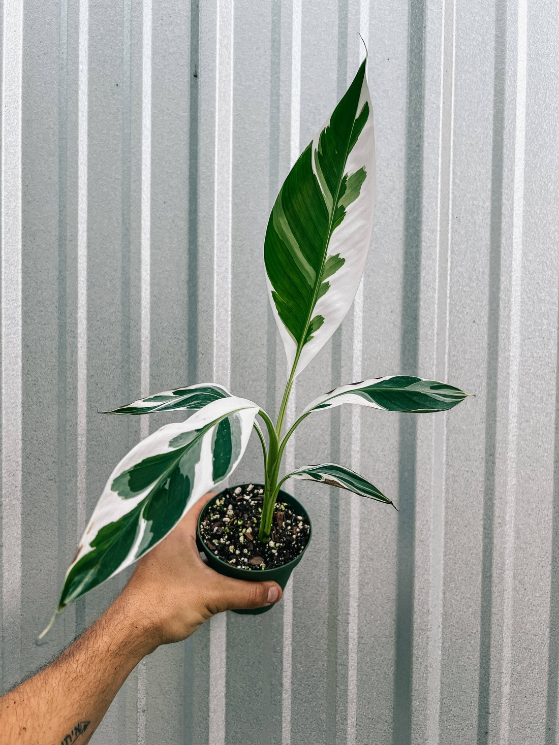 Variegated Musa ‘Bronana’ is a rare tropical banana plant with bold marbled leaves—perfect for creating a lush, exotic vibe in bright indoor or outdoor spaces.