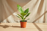 Variegated Peace Lily 4” features glossy green leaves with creamy white variegation and elegant blooms—an easy-care, low-light tropical classic.