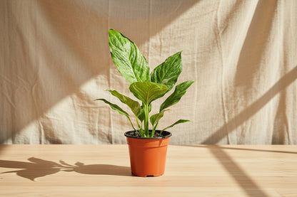 Variegated Peace Lily 4” features glossy green leaves with creamy white variegation and elegant blooms—an easy-care, low-light tropical classic.