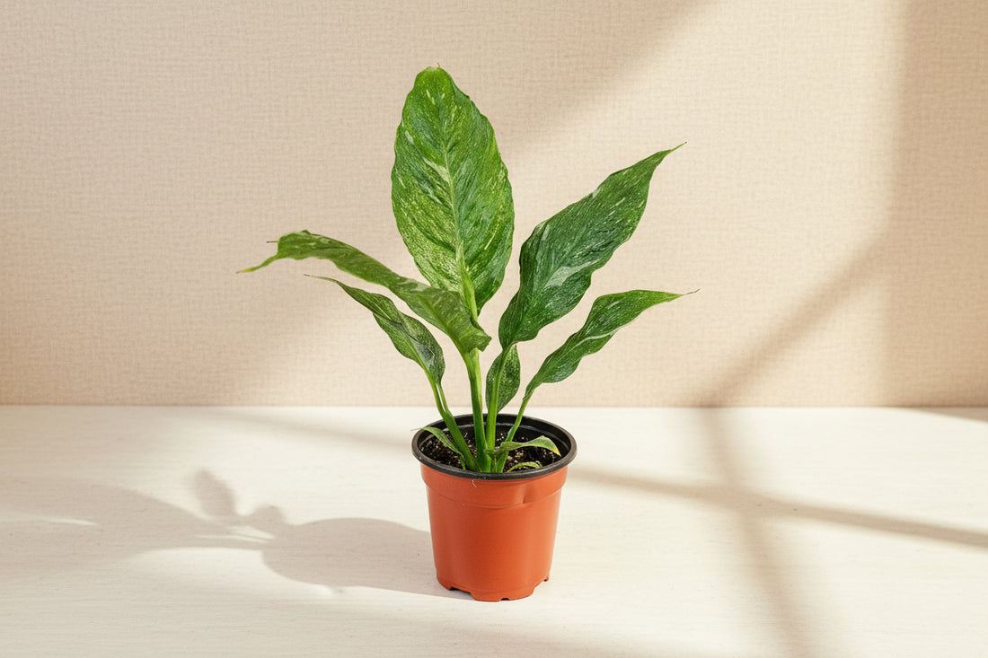 Variegated Peace Lily 4” features glossy green leaves with creamy white variegation and elegant blooms—an easy-care, low-light tropical classic.