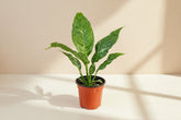 Variegated Peace Lily 4” features glossy green leaves with creamy white variegation and elegant blooms—an easy-care, low-light tropical classic.