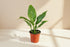 Variegated Peace Lily 4” features glossy green leaves with creamy white variegation and elegant blooms—an easy-care, low-light tropical classic.