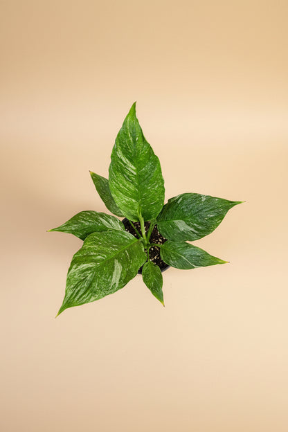 Variegated Peace Lily 4” features glossy green leaves with creamy white variegation and elegant blooms—an easy-care, low-light tropical classic.