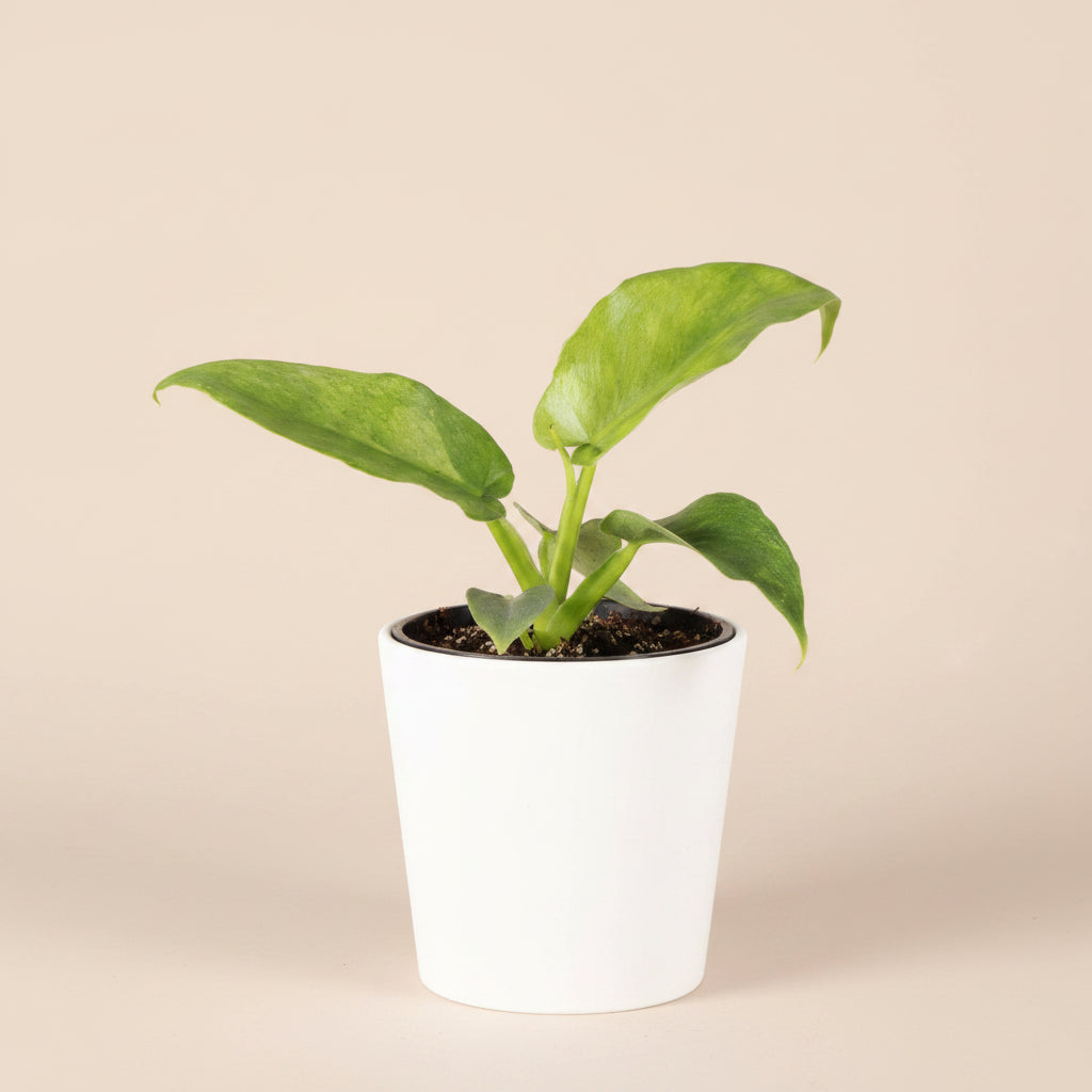 Variegated Philodendron Bob Cee is a rare collector plant with unique foliage and faint variegation that can become more pronounced as the plant matures.