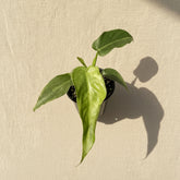 Variegated Philodendron Bob Cee is a rare collector plant with unique foliage and faint variegation that can become more pronounced as the plant matures.