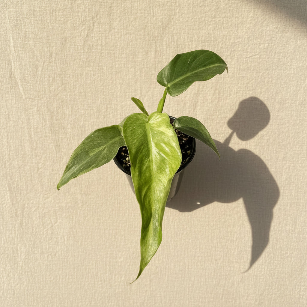Variegated Philodendron Bob Cee is a rare collector plant with unique foliage and faint variegation that can become more pronounced as the plant matures.