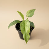 Variegated Philodendron Bob Cee is a rare collector plant with unique foliage and faint variegation that can become more pronounced as the plant matures.