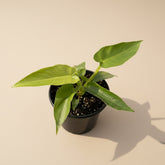 Variegated Philodendron Bob Cee is a rare collector plant with unique foliage and faint variegation that can become more pronounced as the plant matures.